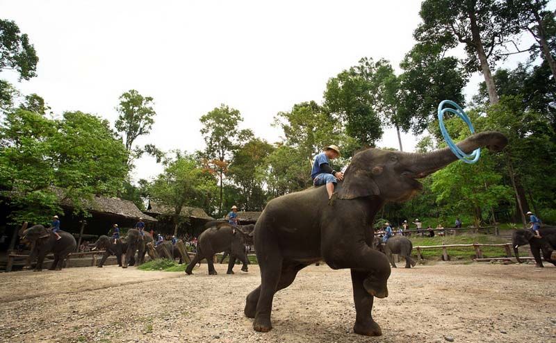 ปางช้างแม่สา เชียงใหม่