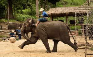 ปางช้างแม่สา เชียงใหม่