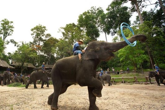 ปางช้างแม่สา เชียงใหม่