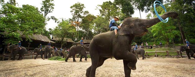 ปางช้างแม่สา เชียงใหม่