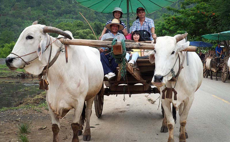 ขี่ช้าง ล่องแพ เชียงใหม่