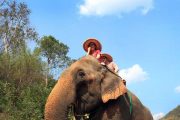 เลี้ยงช้าง ดูแลช้าง Ran-Tong Elephant Center