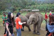 เลี้ยงช้าง ดูแลช้าง Ran-Tong Elephant Center
