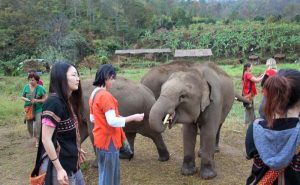 เลี้ยงช้าง ดูแลช้าง Ran-Tong Elephant Center