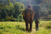 เลี้ยงช้าง ดูแลช้าง Ran-Tong Elephant Center