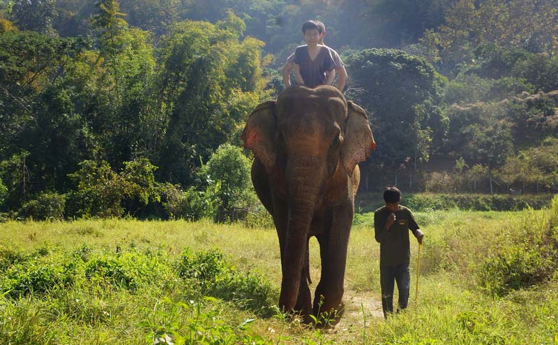 เลี้ยงช้าง ดูแลช้าง Ran-Tong Elephant Center