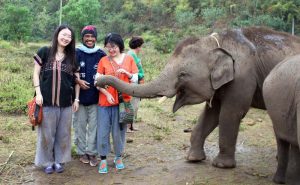 เลี้ยงช้าง ดูแลช้าง Ran-Tong Elephant Center