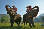 เลี้ยงช้าง ดูแลช้าง Ran-Tong Elephant Center