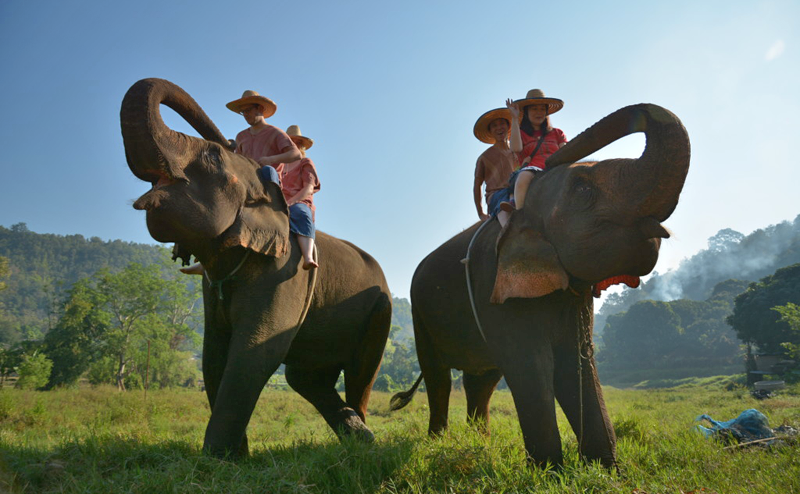 เลี้ยงช้าง ดูแลช้าง Ran-Tong Elephant Center