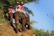 เลี้ยงช้าง ดูแลช้าง Ran-Tong Elephant Center