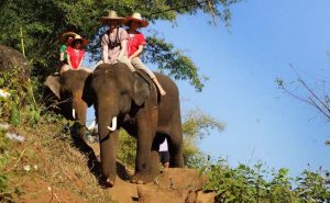 เลี้ยงช้าง ดูแลช้าง Ran-Tong Elephant Center