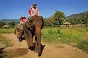 เลี้ยงช้าง ดูแลช้าง Ran-Tong Elephant Center