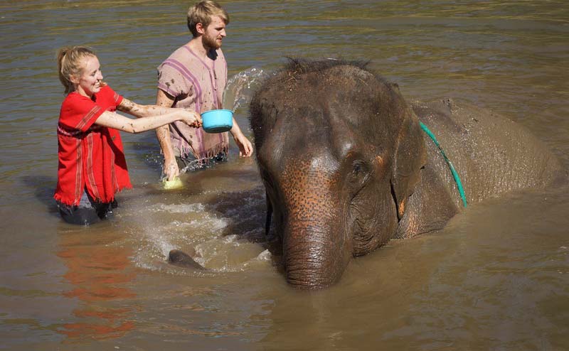 เลี้ยงช้าง ดูแลช้าง Ran-Tong Elephant Center