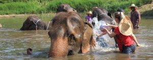 ทัวร์เลี้ยงช้าง ดูแลช้าง Ran-Tong Elephant Center เชียงใหม่