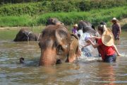 เลี้ยงช้าง ดูแลช้าง Ran-Tong Elephant Center