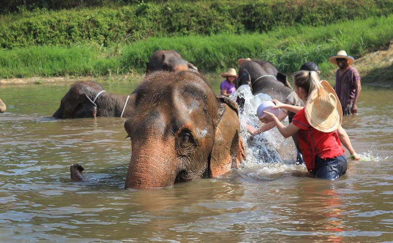 เลี้ยงช้าง ดูแลช้าง Ran-Tong Elephant Center