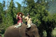 เลี้ยงช้าง ดูแลช้าง Ran-Tong Elephant Center