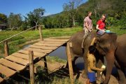 เลี้ยงช้าง ดูแลช้าง Ran-Tong Elephant Center