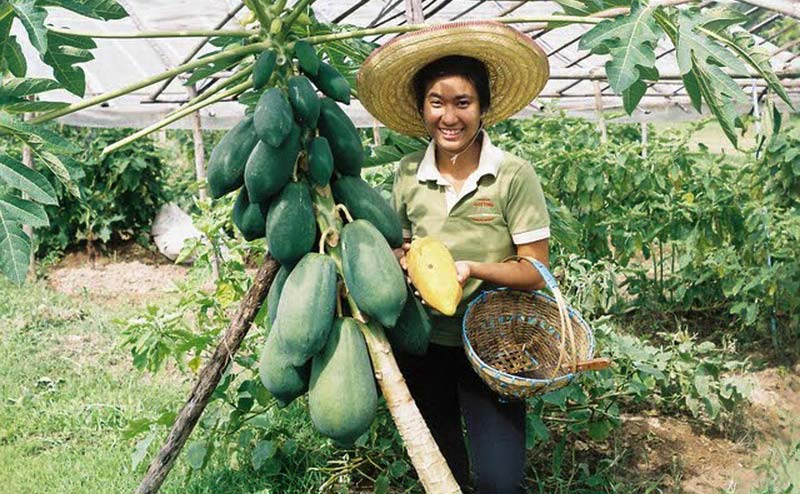 ทัวร์ทำอาหารไทย เชียงใหม่